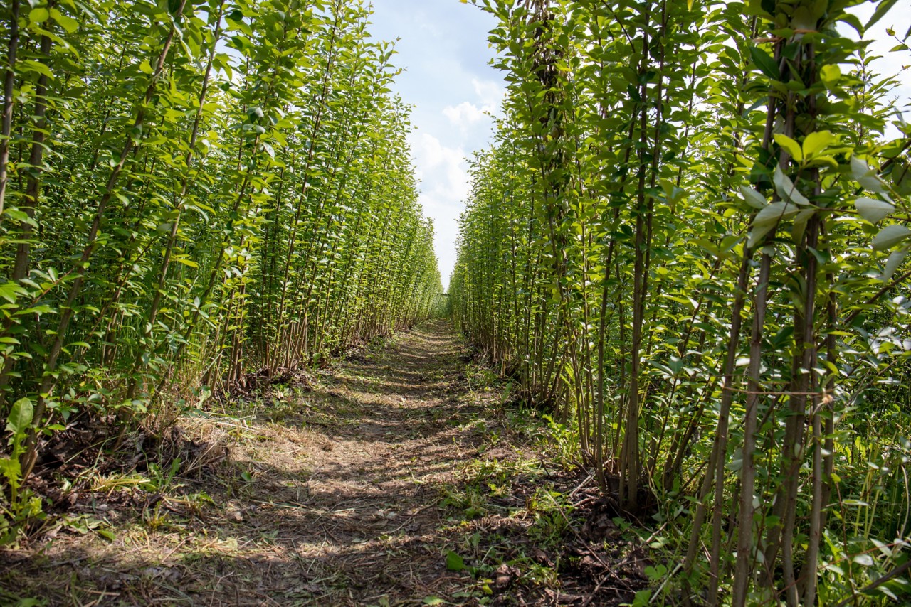 Waldlabor in Köln