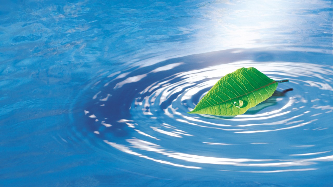 Blatt auf Wasser